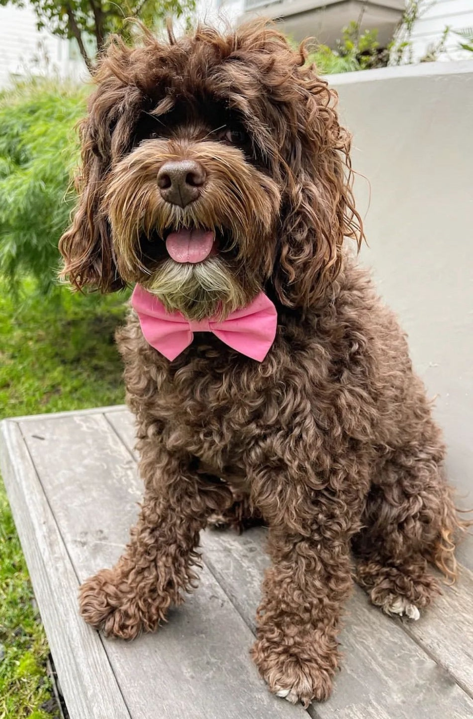 Pink Bow tie