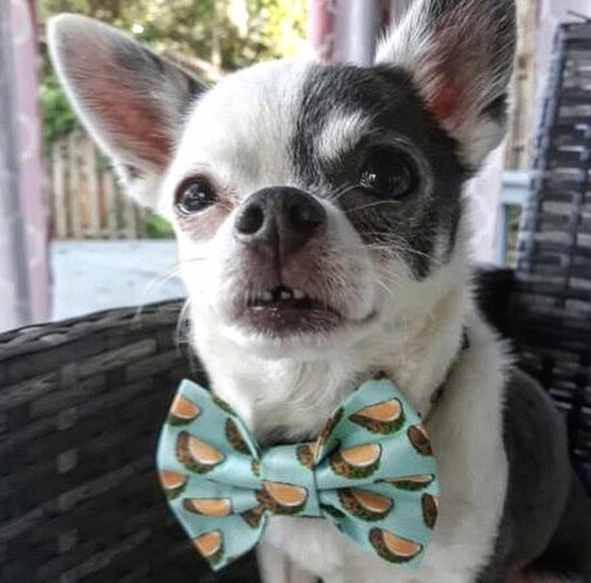 Taco ‘bout it Bow tie