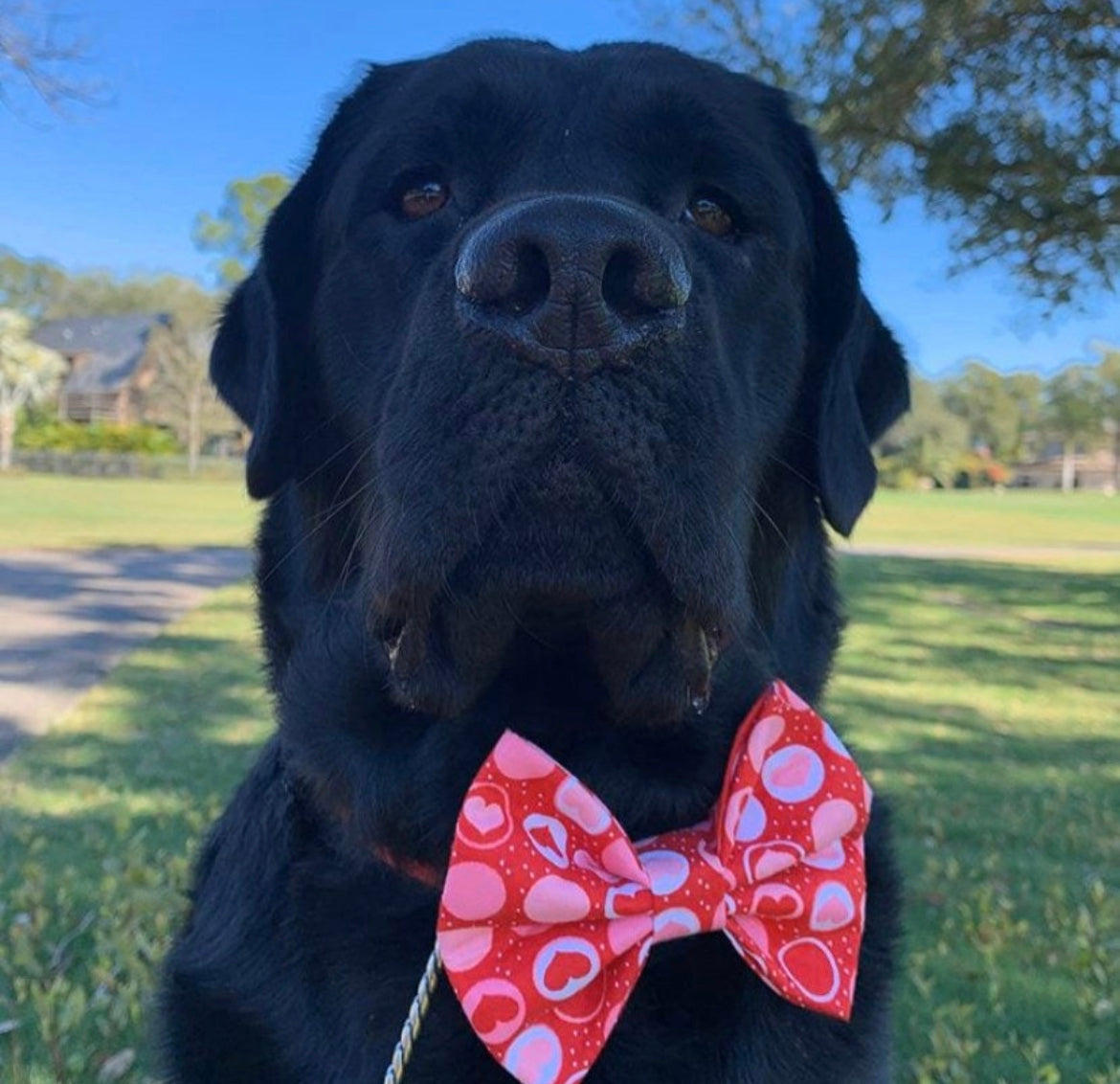 All My Heart Bow tie