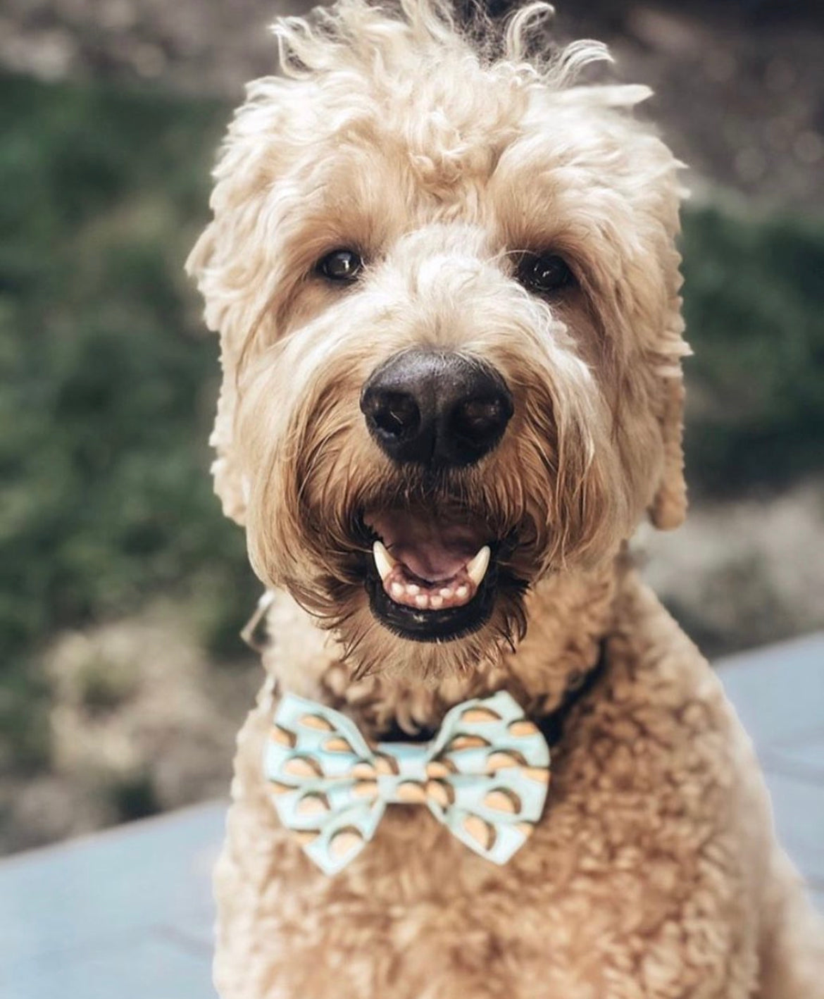 Taco ‘bout it Bow tie