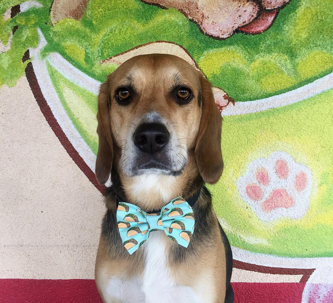 Taco ‘bout it Bow tie