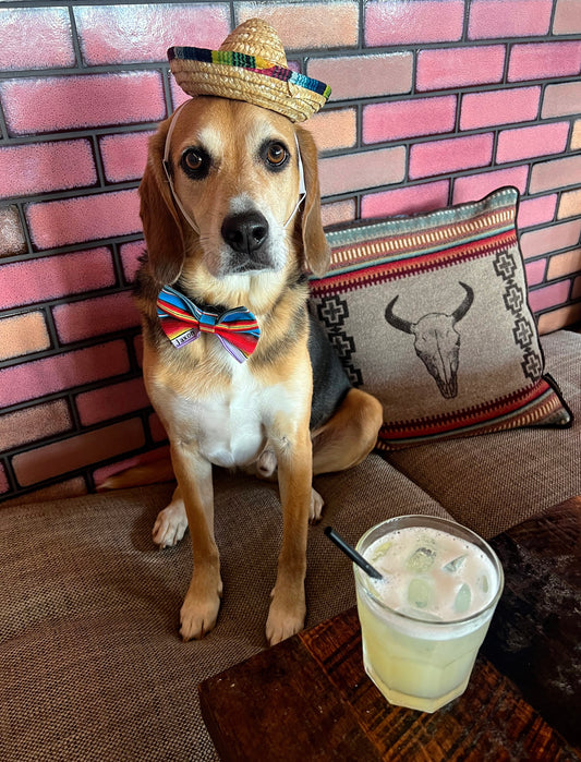 Fiesta Bow tie