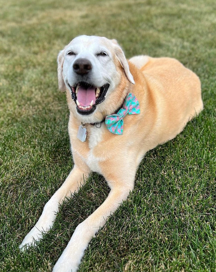 Flamingo Party Bow tie