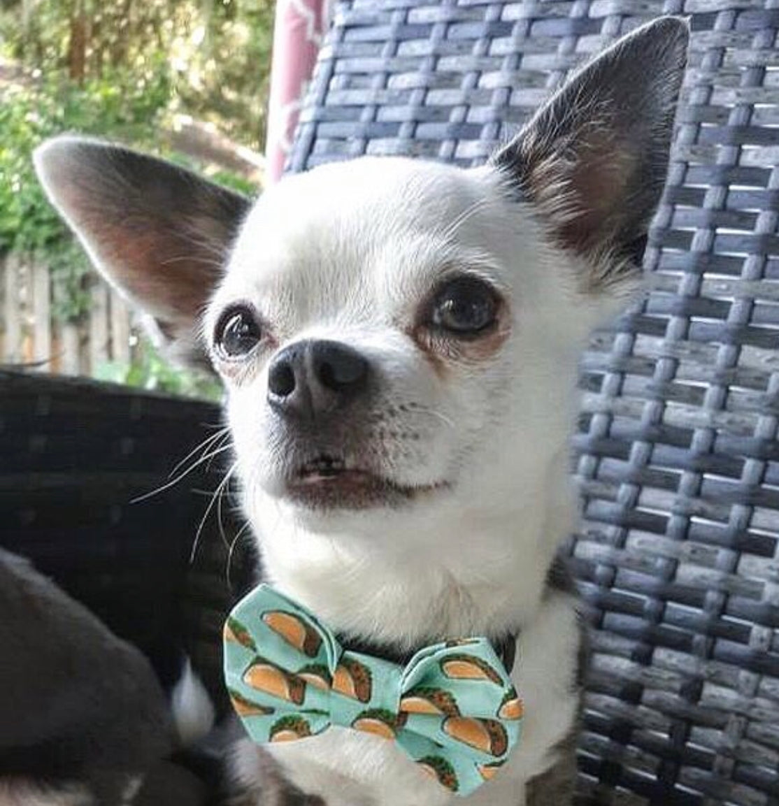 Taco ‘bout it Bow tie