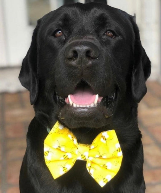 Bumblebee Bow tie