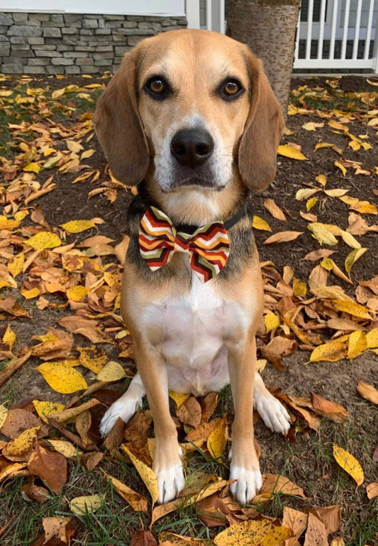 Fall Chevron Bow tie