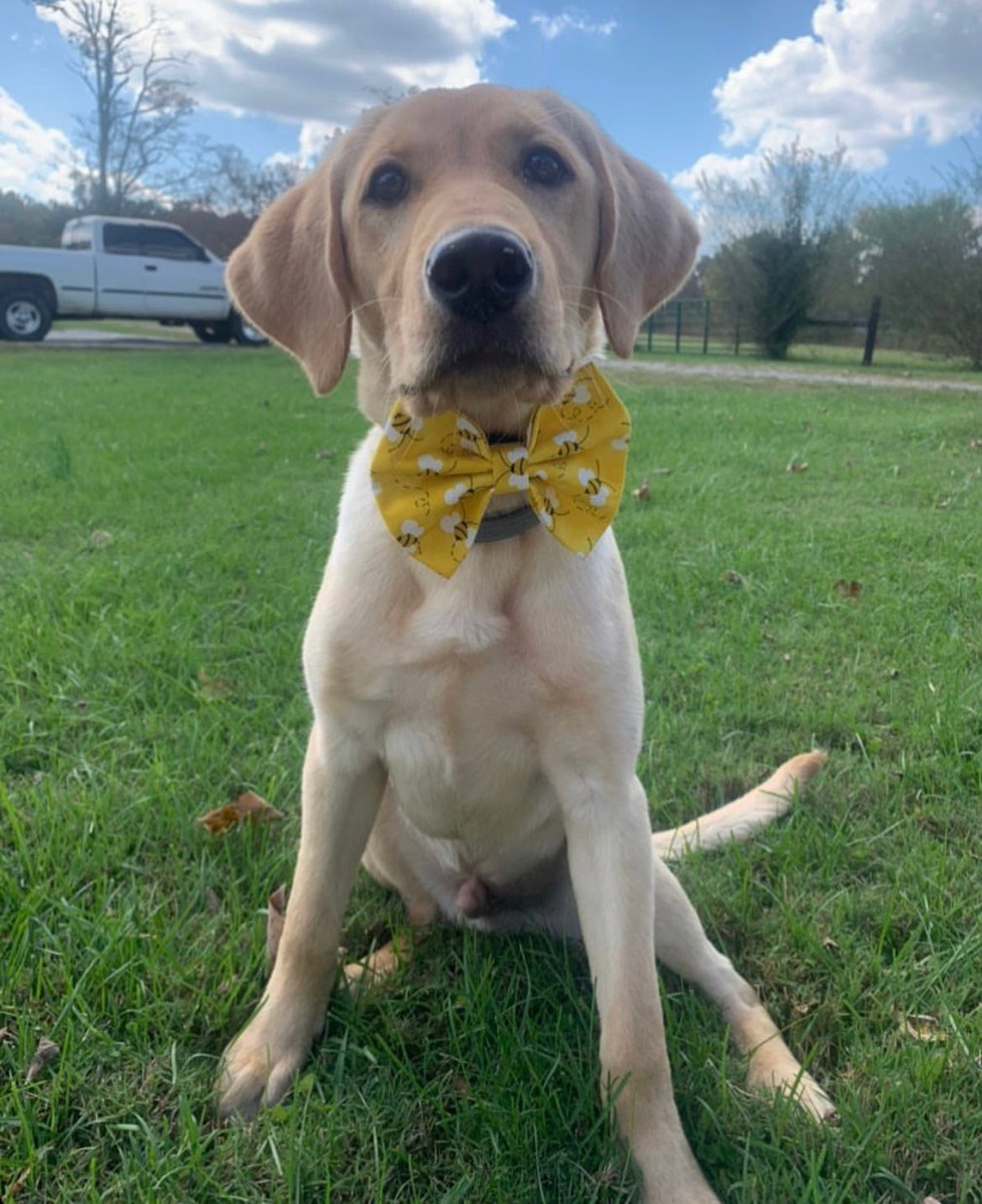 Bumblebee Bow tie