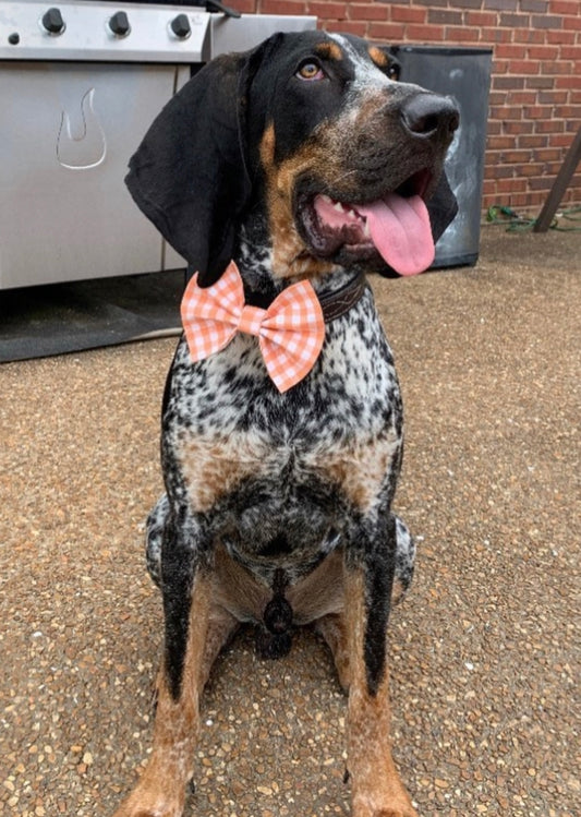 Orange Gingham Bow tie