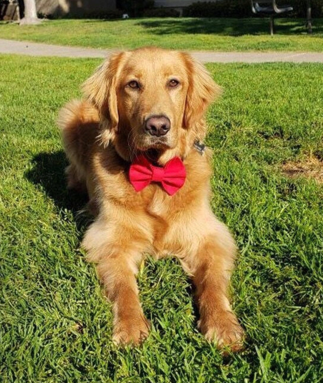 Red Bow tie