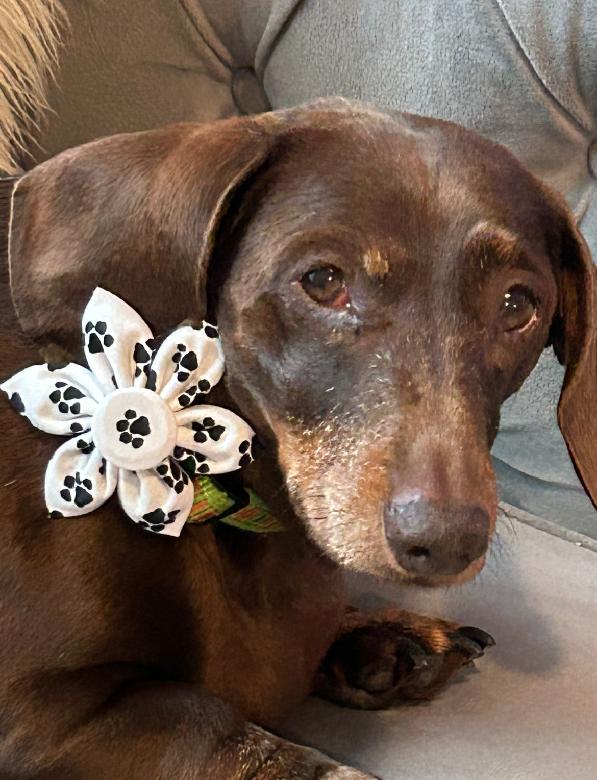 Paw Print Flower