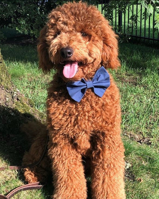 Navy Blue Bow tie