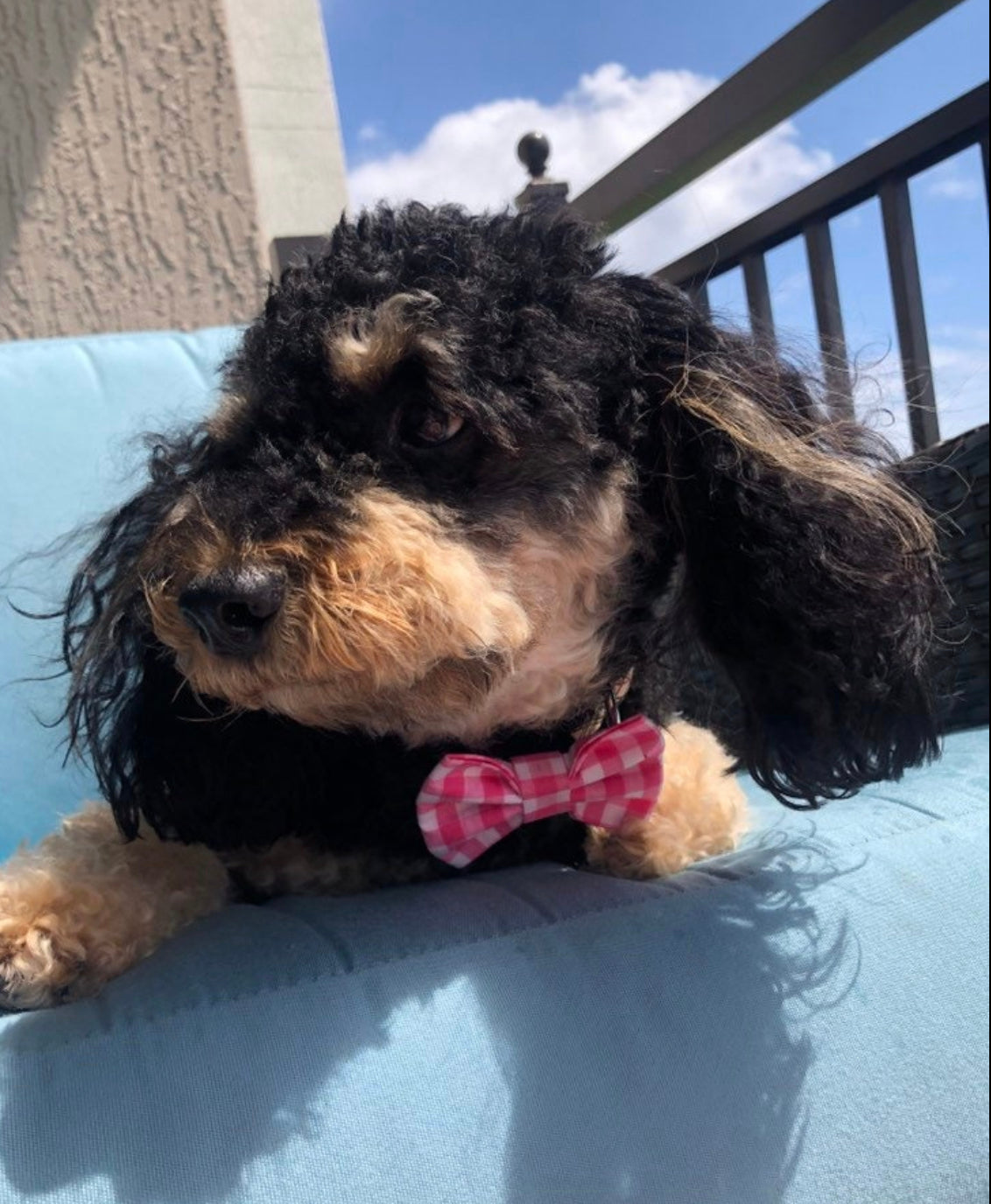 Pink Gingham Bow tie