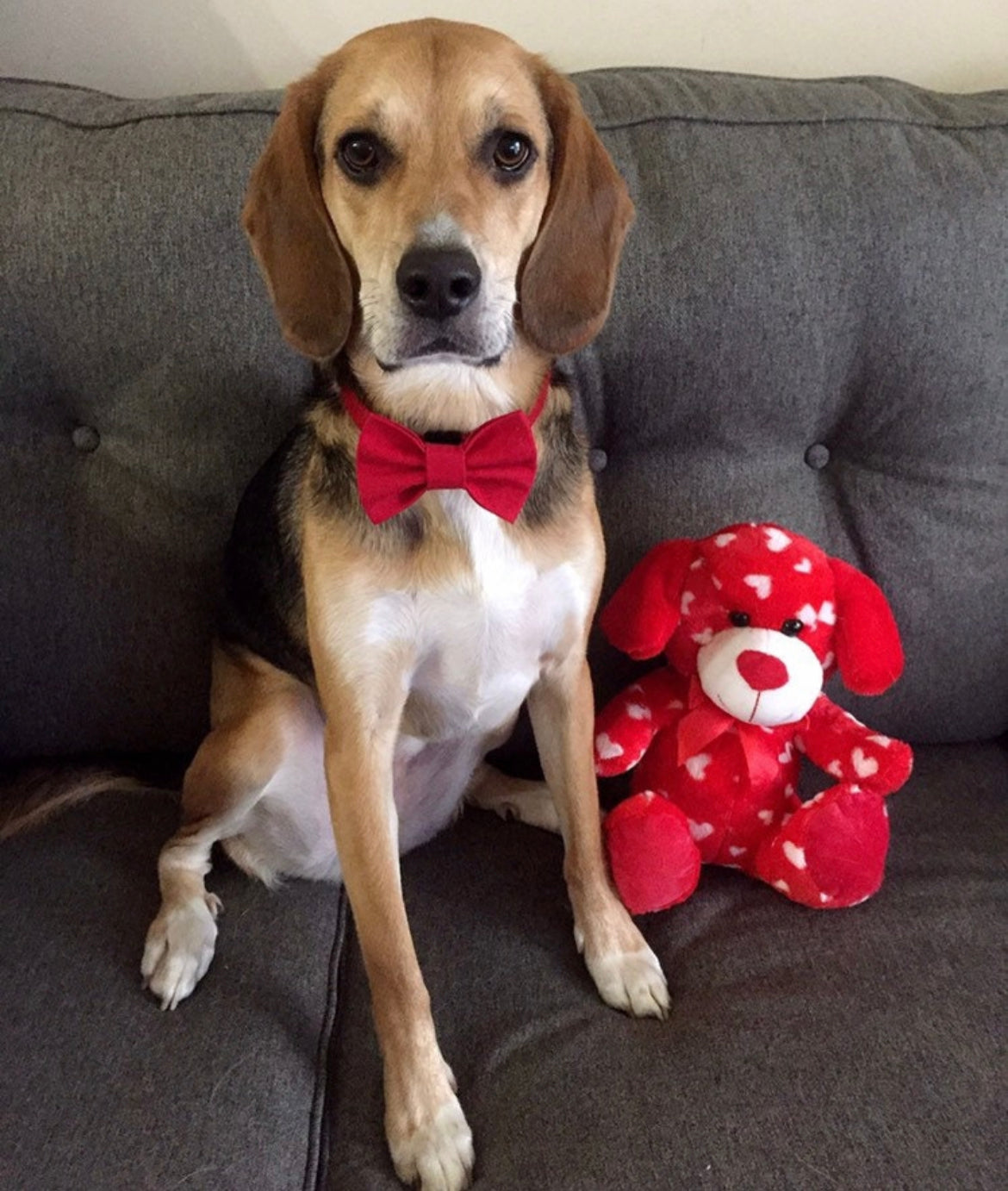 Red Bow tie