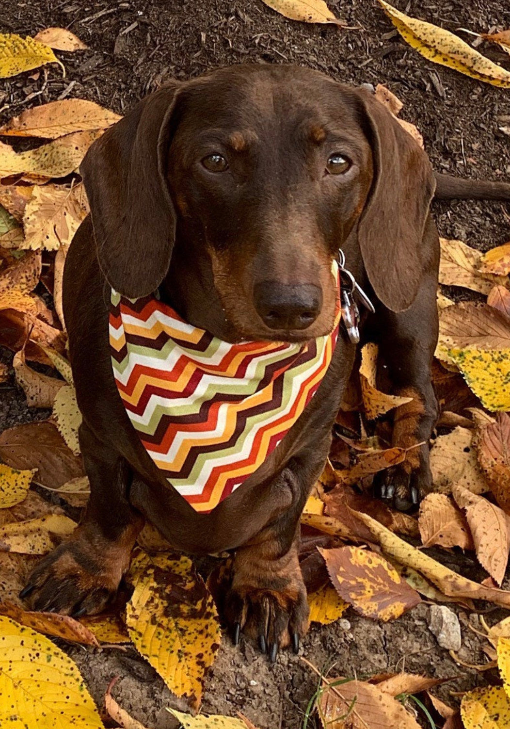 Fall Chevron Bow tie