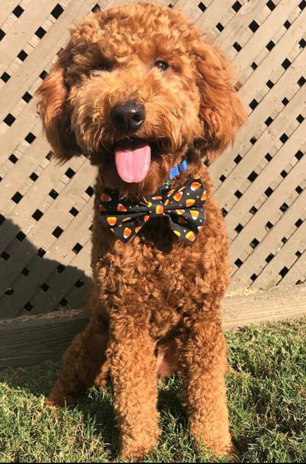 Candy Corn Bow tie