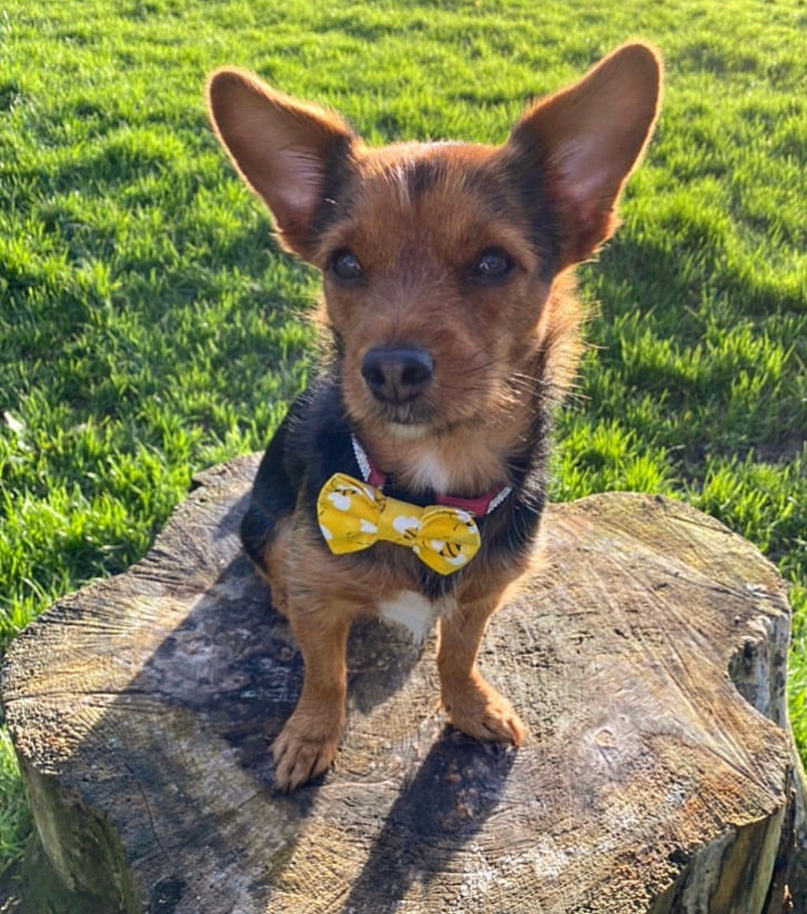 Bumblebee Bow tie