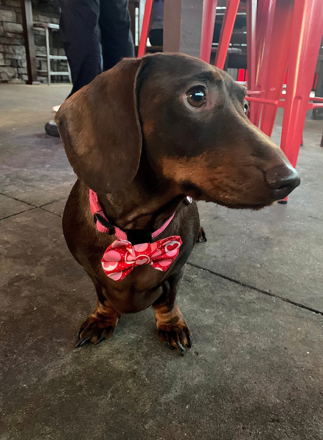 All My Heart Bow tie