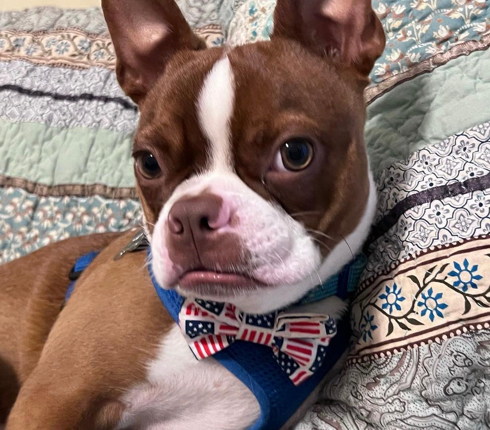 Patriotic Squares Bow tie