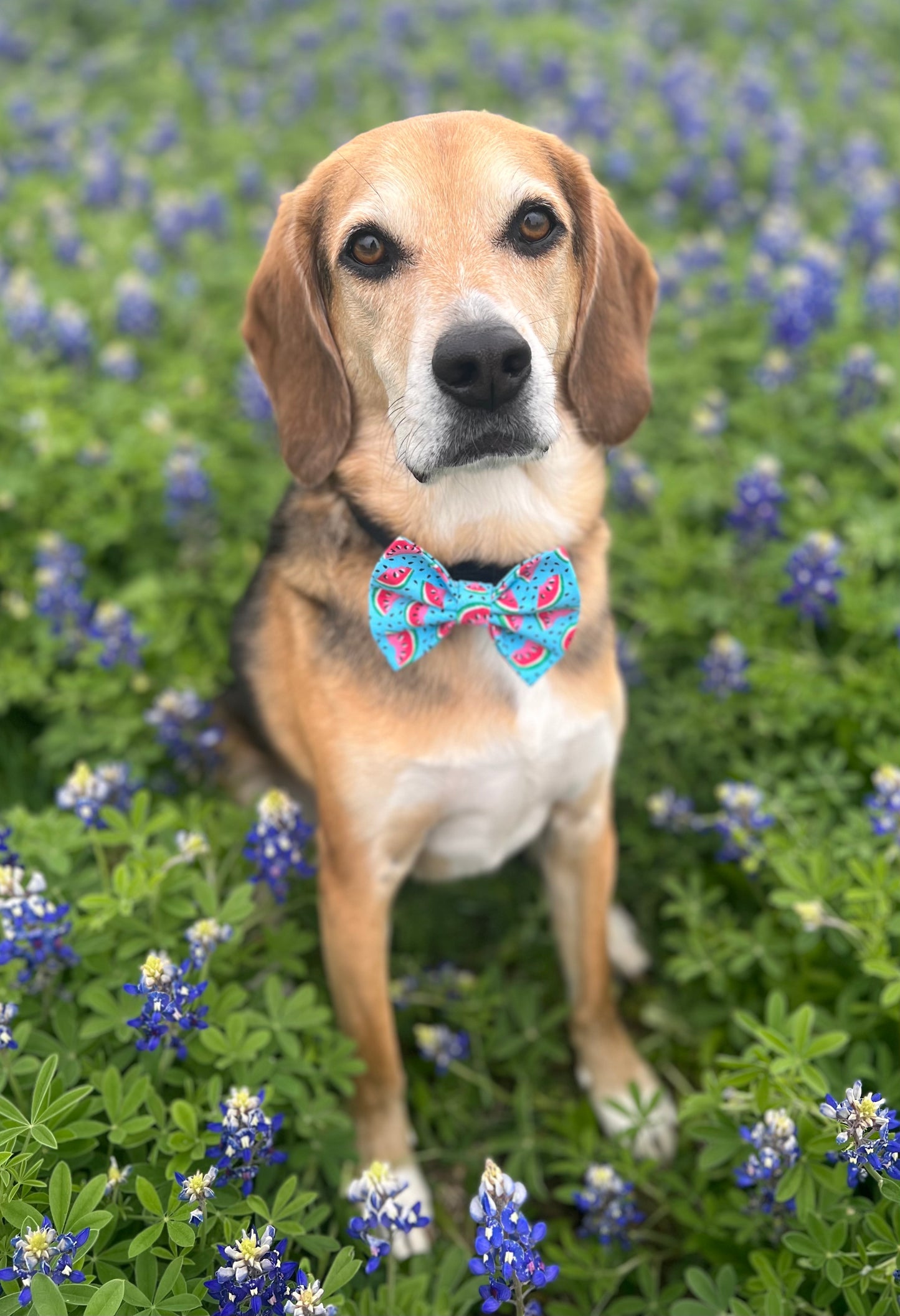 Watermelon Bow tie